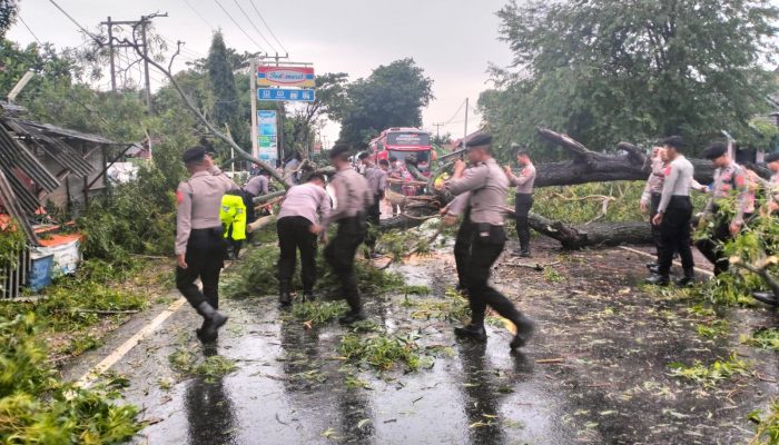Gercep Polisi Evakuasi Pohon Tumbang, Sehingga Arus Lalu Lintas Kembali Normal