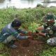 Satgas Citarum Harum Sektor 5 Sub 1 Perbanyak Pohon Keras dan Produktif di Bantaran Sungai