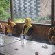 DPD Golkar Gelar Konsolidasi Untuk Sosialisasikan Ade Ruminah Sebagai Cabup Pangandaran di Pilkada 2024