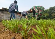 Sektor 5 Citarum Harum Sub 2 Penyemaian dan Perawatan Kangkung Darat