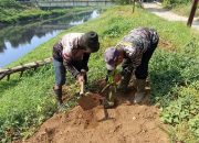 Sektor 5 Citarum Harum Sub 1 Hijaukan Bantaran Sungai Dengan Tanaman Produktif