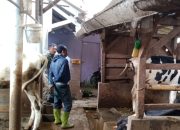 Pasca Pembalikan Pupuk Kompos, Sektor 22 Citarum  Harum Sub 8 Ajak Peternak Manfaatkan Kohe