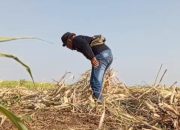 Keberadaan PG Jatitujuh, Denyut Nadi dan Napas Segar Bagi Warga Penyangga