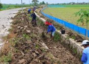 Pelihara Infrastuktur Pertanian, Pemdes Plawangan Lakukan Normalisasi Saluran Irigasi