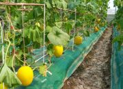 Produksi Terus Meningkat, Melon Indramayu Diminati Pasar Jawa Barat
