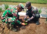 Upaya Lestarikan Lingkungan, Sektor 5 Citarum Harum Sub 3 Tanam Pohon Keras di Bantaran Sungai Citarum