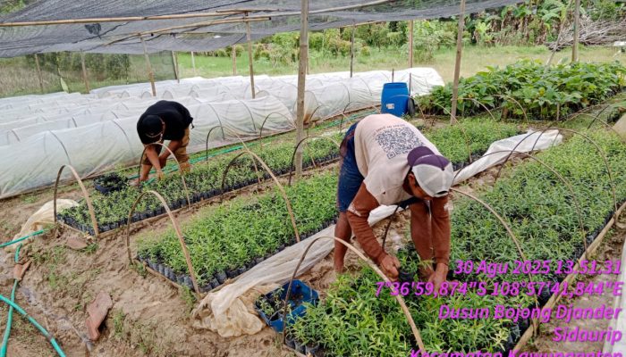 Perhutani KPH Banyumas Barat Siapkan Bibit Unggul untuk Sukseskan Tanam 2026