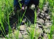 Petani cemas” Ratusan hektar sawah didesa Lumbandolok mulai kekeringan akibat kemarau.