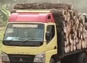 KPH Banyumas Barat Kejar Target Produksi Kayu Pinus, Ditarget Tuntas November 2025