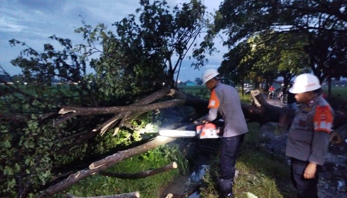 Respon Cepat Brimob Kompi 4 Batalyon C Pelopor Evakuasi Pohon Tumbang di Desa Winong