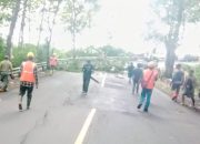 Cegah Kecelakaan di Musim Hujan, Perhutani Banyumas Barat Bersama Tim Gabungan Bersihkan Pohon Rawan Tumbang