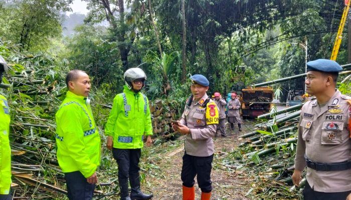 Tim SAR Batalyon B Pelopor Evakuasi Pohon Tumbang di Lembang