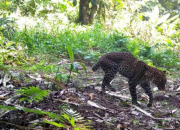 Viral Macan Tutul Pincang, Polda Jabar Tangkap Lima Pemburu Liar di Pegunungan Sanggabuana