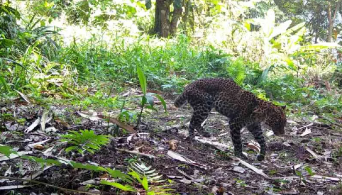 Viral Macan Tutul Pincang, Polda Jabar Tangkap Lima Pemburu Liar di Pegunungan Sanggabuana