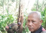 Optimalkan Produksi Getah Pinus, KPH Banyumas Barat Masifkan Gerakan CDE di BKPH Bokol