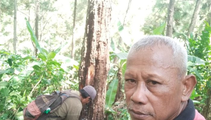 Optimalkan Produksi Getah Pinus, KPH Banyumas Barat Masifkan Gerakan CDE di BKPH Bokol