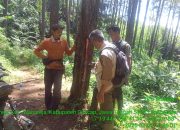 Pacu Produksi Getah Pinus, KPH Banyumas Barat Masifkan Strategi CDE di BKPH Wanareja
