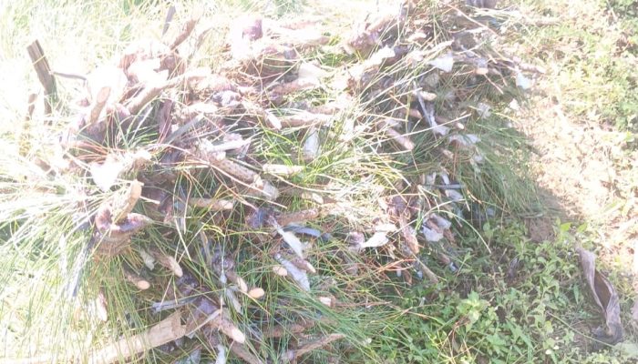 Pastikan Keberhasilan Tanaman 2026, Administratur KPH Banyumas Barat Sidak Pemanenan Bibit Pinus BakJos