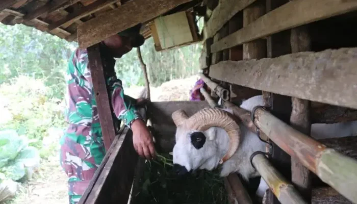 Satgas TMMD Kodim 0624 Cek Bantuan 5 Domba, Dorong Ekonomi Petani Cipelah