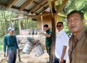 Kejar Target HHBK Jelang Lebaran, KPH Banyumas Barat Terjunkan Tim Sapu Bersih Getah Pinus