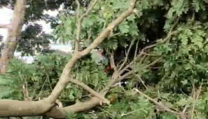 Breaking News: ! Puting Beliung Terjang Kawasan Dekat Pemkot Cimahi, Pohon Tumbang Timpa Kendaraan