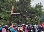 Angin Puting Beliung Terjang Cicalengka, Pohon dan Tiang Listrik Roboh