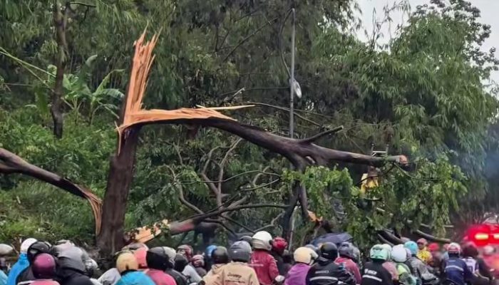 Angin Puting Beliung Terjang Cicalengka, Pohon dan Tiang Listrik Roboh