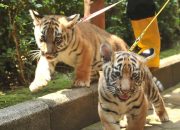 Anak Harimau Benggala di Bandung Zoo Mati, BBKSDA Jabar Lakukan Pemeriksaan Penyebab