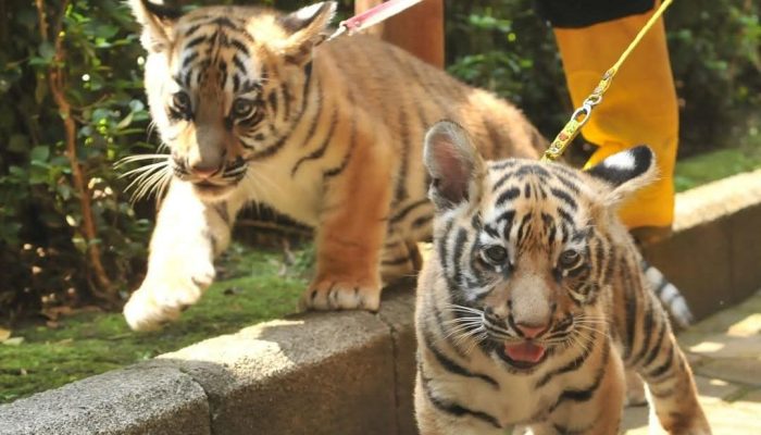 Anak Harimau Benggala di Bandung Zoo Mati, BBKSDA Jabar Lakukan Pemeriksaan Penyebab