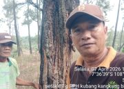Dongkrak Produksi Getah Pinus, Manajemen KPH Banyumas Barat Instruksikan Percepatan di BKPH Kawunganten