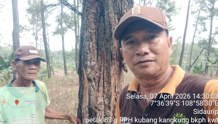 Dongkrak Produksi Getah Pinus, Manajemen KPH Banyumas Barat Instruksikan Percepatan di BKPH Kawunganten
