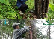 Perkuat Garda Lapangan, KPH Banyumas Barat Akselerasi Produksi Getah Pinus