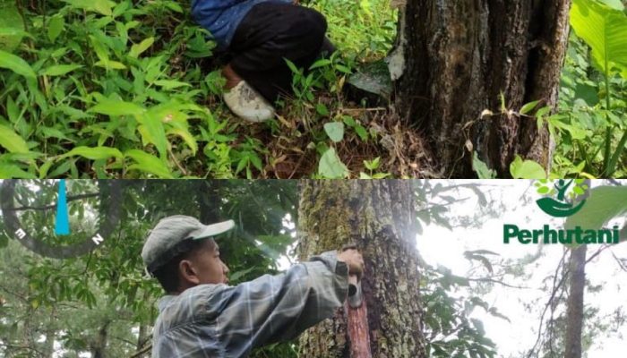 Perkuat Garda Lapangan, KPH Banyumas Barat Akselerasi Produksi Getah Pinus