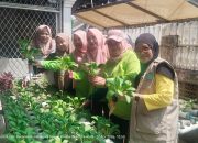 Wujudkan Ketahanan Pangan Mandiri, PKK RW 007 CBS Sukses Panen Sayuran Hidroponik