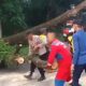 Respons Cepat Polsek Cikalongkulon Evakuasi Pohon Tumbang, Arus Lalu Lintas Kembali Lancar