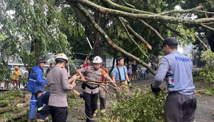 Gerak Cepat Tim SAR Brimob Jabar Tangani Pohon Tumbang di Bandung, Akses Jalan Kembali Normal