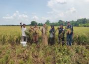 Ubinan di Desa Juntikedokan, Produktivitas Padi Capai 13,92 Ton/Ha GKP