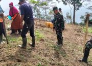Aksi Ketahanan Pangan TMMD ke-128 di Bogor Nyata Dengan Penanaman Jagung dan Phon Keras