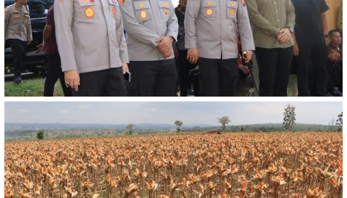Polri Bersama Petani Jagung Tuban Bersiap Sambut Kehadiran Presiden RI pada Panen Raya