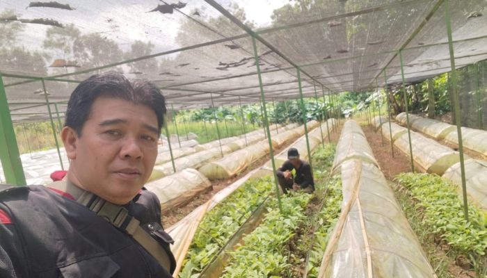 Antisipasi Tanam Tahun 2027, Perhutani KPH Kebonharjo Seleksi Ketat Bibit di Persemaian BKPH Tawaran