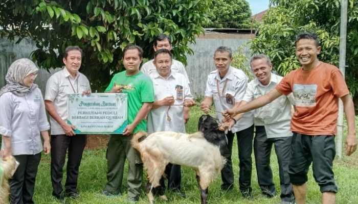 Wujud Kepedulian Sosial, Perhutani KPH Banyumas Barat Salurkan Hewan Qurban Untuk Penyadap Getah Pinus