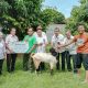 Wujud Kepedulian Sosial, Perhutani KPH Banyumas Barat Salurkan Hewan Qurban Untuk Penyadap Getah Pinus