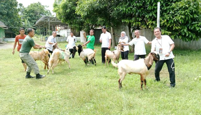 Idul Adha 2026: Perhutani KPH Banyumas Barat Salurkan Bantuan Hewan Qurban Direktur Operasi Untuk Masyarakat Desa Hutan
