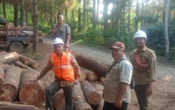 Sambut Audit PHL 2026, Manajemen Perhutani KPH Banyumas Barat Tinjau Langsung SOP Produksi Kayu di Lapangan
