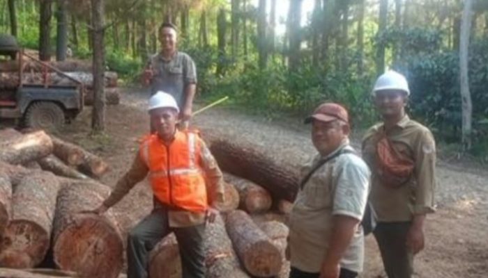 Sambut Audit PHL 2026, Manajemen Perhutani KPH Banyumas Barat Tinjau Langsung SOP Produksi Kayu di Lapangan