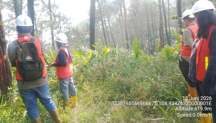 Pastikan Keberlanjutan HHBK, Perhutani KPH Banyumas Barat Kawal Audit PHL Bidang Sadapan Getah Pinus