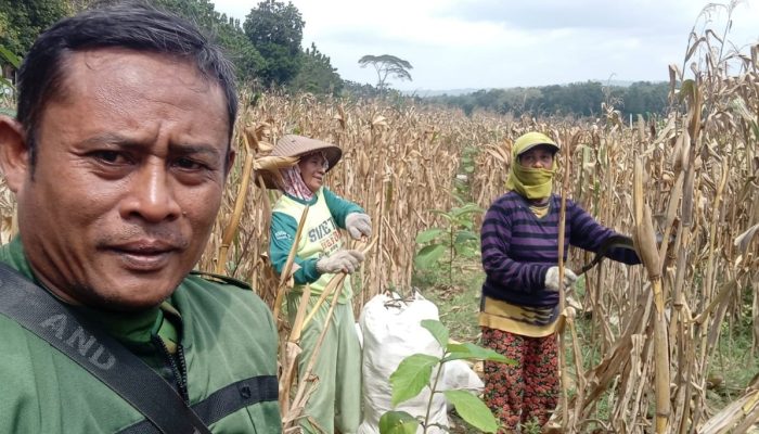Kawal Kelestarian Hutan, Perhutani KPH Kebonharjo Monev Tanaman Jati Muda dan Perkuat Sinergi Bersama Warga