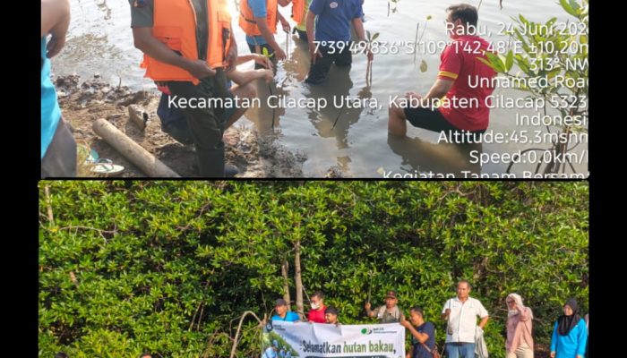 Perhutani KPH Banyumas Barat Bersama BPJS Kesehatan Hijaukan Hutan Mangrove Cilacap