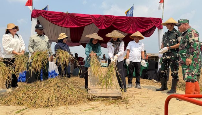 Akselerasi Swasembada Pangan, Kodim 0621/Kabupaten Bogor Gelar Panen Raya di Klapanunggal