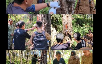 Direktur Operasional Perhutani Pantau Langsung Produksi Getah Pinus Melalui Hiking dan Camping di KPH Banyumas Barat